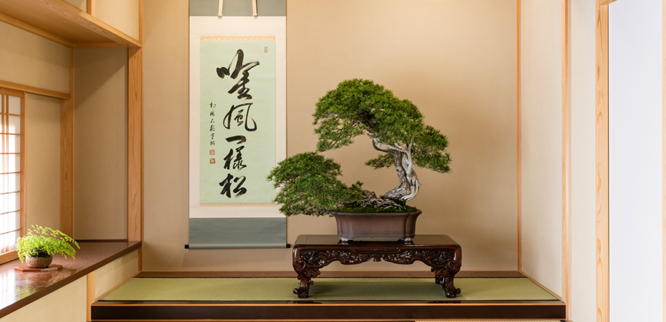bonsai_museum